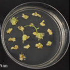 CIM regeneration for Baker's Ann. CIM regeneration for Baker's Ann.