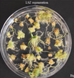 LSZ regeneration for Big Country. LSZ regeneration for Big Country.