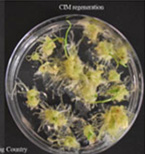 CIM regeneration for Big Country. CIM regeneration for Big Country.