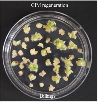 CIM regeneration for Billings. CIM regeneration for Billings.