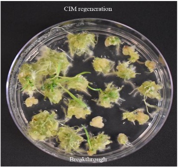 CIM regeneration for Breakthrough. CIM regeneration for Breakthrough.
