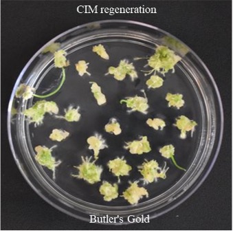 CIM regeneration for Butlers Gold. CIM regeneration for Butlers Gold.