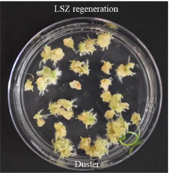 LSZ regeneration for Duster. LSZ regeneration for Duster.
