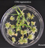 CIM regeneration for Showdown. CIM regeneration for Showdown.