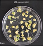 LSZ regeneration for Showdown. LSZ regeneration for Showdown.