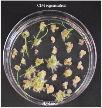 CIM regeneration for Skydance. CIM regeneration for Skydance.