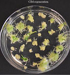 CIM regeneration for Strad CL. CIM regeneration for Strad CL.