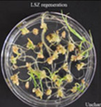 LSZ regeneration for Uncharted. LSZ regeneration for Uncharted.