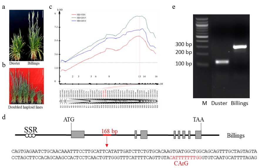 figure-1.jpg Mapping and cloning of TaOGT1 in wheat variety Billings.