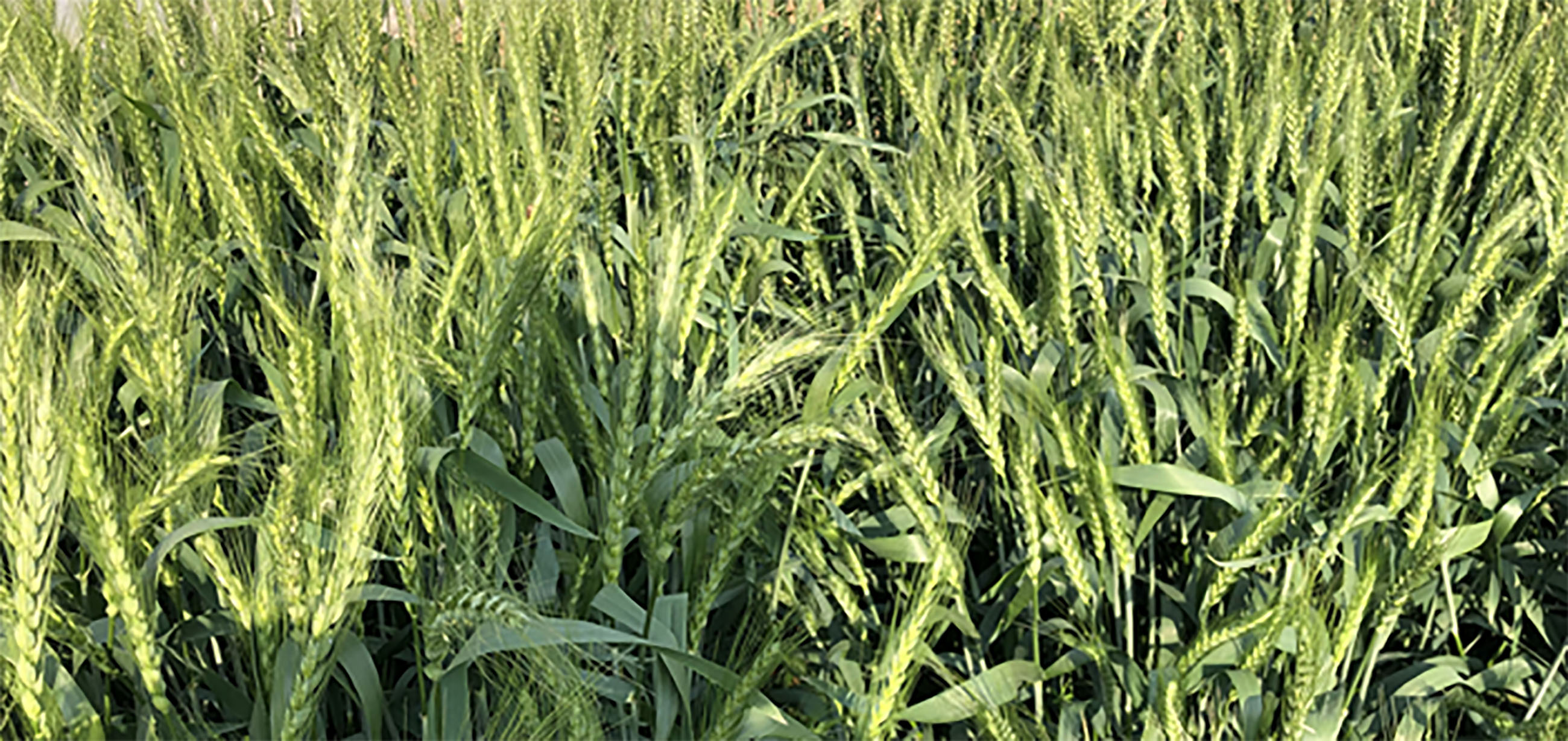 figure-1.jpg A close-up of grass.
