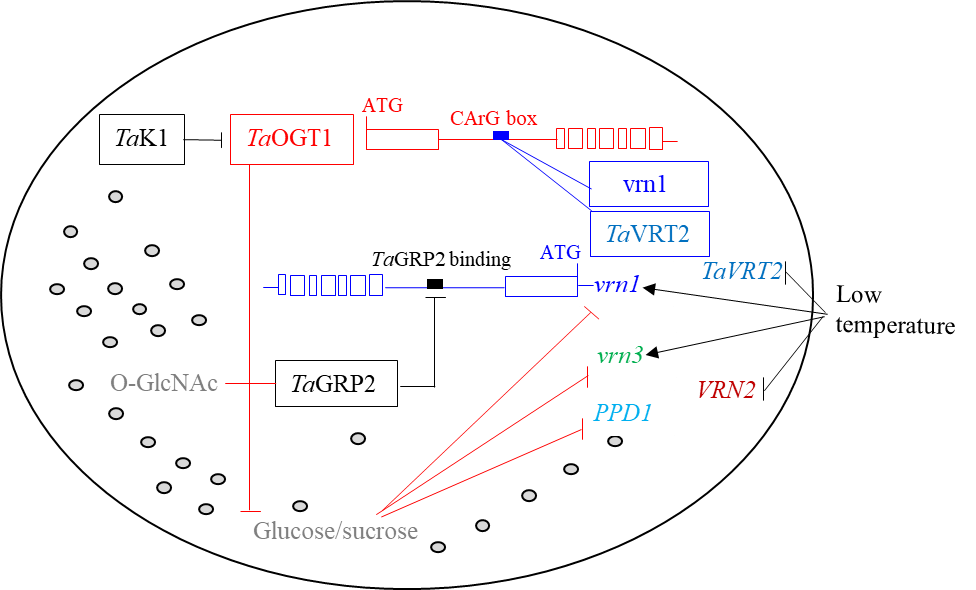A model for the regulation of heading date by the TaOGT1-sugar pathway in winter wheat. A model for the regulation of heading date by the TaOGT1-sugar pathway in winter wheat.