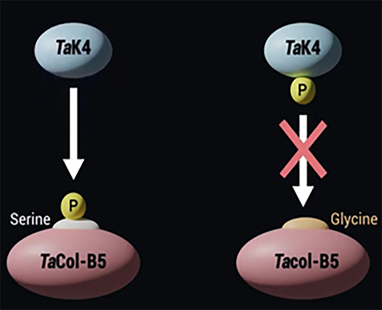 TaK4 with an arrow pointing to Serine P TaCol-B5, TaK4 P with an arrow and an X pointing to Glycine Tacol-B5. TaK4 with an arrow pointing to Serine P TaCol-B5, TaK4 P with an arrow and an X pointing to Glycine Tacol-B5.