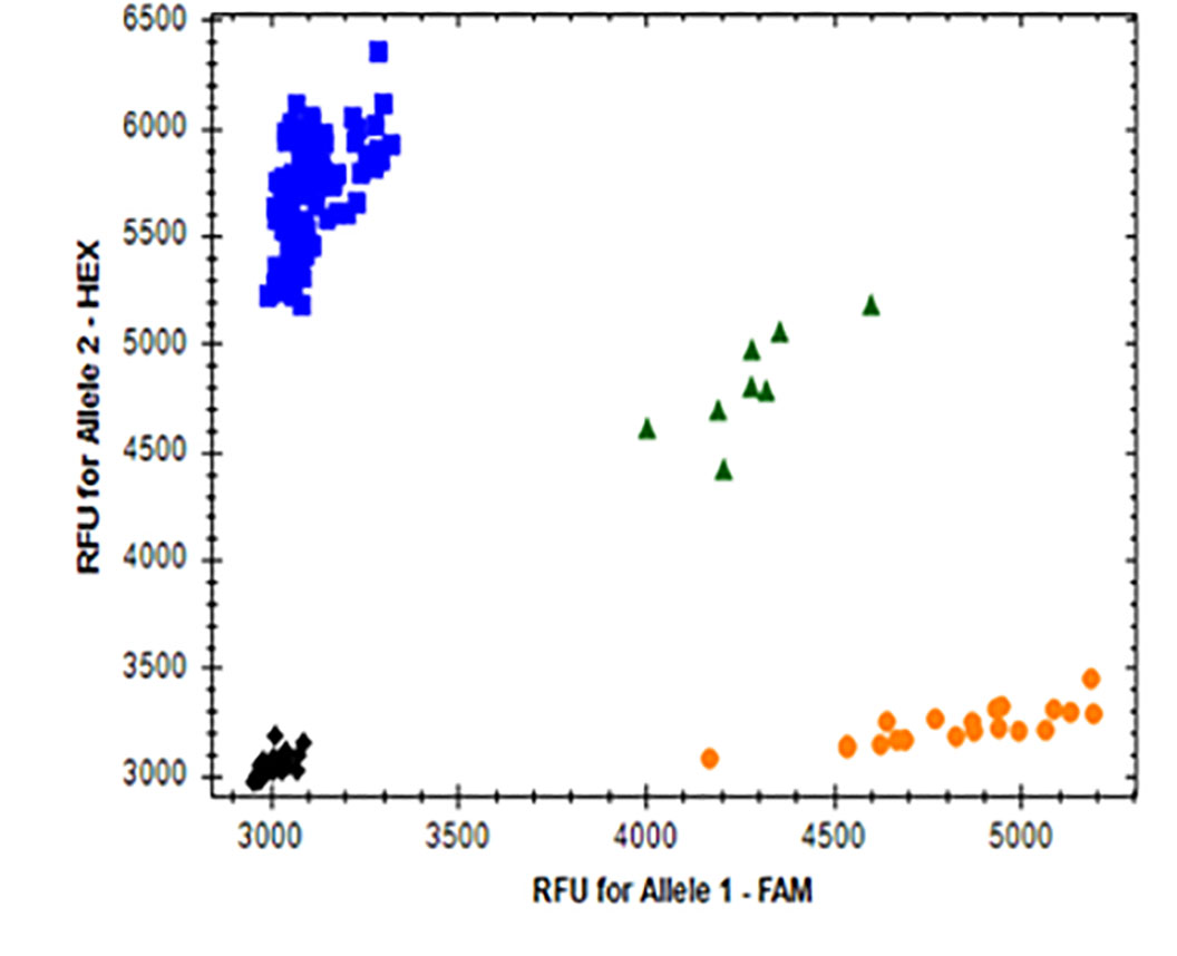 Graph A showing the Allellic Discrimination and RFU for Allele 2 - HEX from 3500-6500 in increments of 500 and RFU for Allele 1 - FAM from 3000-5000 in increments of 500. Graph A showing the Allellic Discrimination and RFU for Allele 2 - HEX from 3500-6500 in increments of 500 and RFU for Allele 1 - FAM from 3000-5000 in increments of 500.