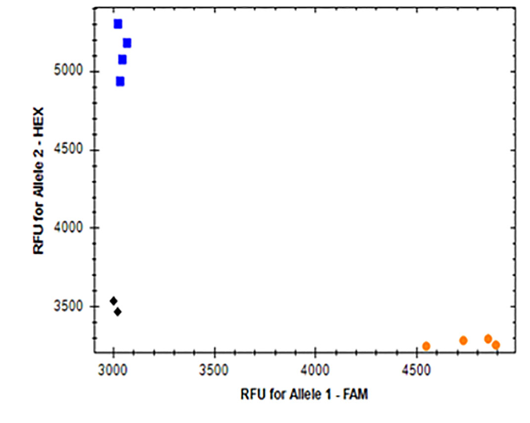 Graph B showing the Allellic Discrimination and RFU for Allele 2 - HEX from 3500-6500 in increments of 500 and RFU for Allele 1 - FAM from 3000-5000 in increments of 500. Graph B showing the Allellic Discrimination and RFU for Allele 2 - HEX from 3500-6500 in increments of 500 and RFU for Allele 1 - FAM from 3000-5000 in increments of 500.