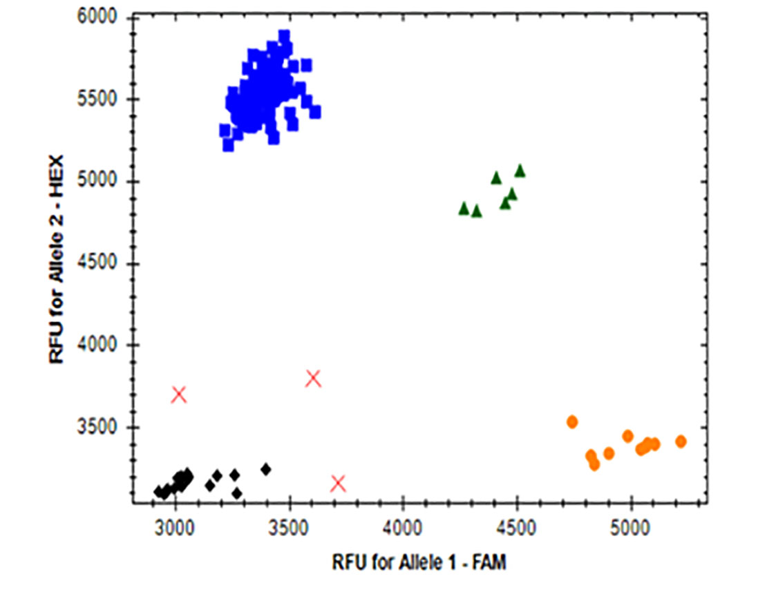 Graph C showing the Allellic Discrimination and RFU for Allele 2 - HEX from 3500-6500 in increments of 500 and RFU for Allele 1 - FAM from 3000-5000 in increments of 500. Graph C showing the Allellic Discrimination and RFU for Allele 2 - HEX from 3500-6500 in increments of 500 and RFU for Allele 1 - FAM from 3000-5000 in increments of 500.