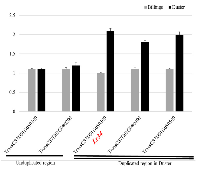 A bar chart showing an unduplicated region and duplicated region in duster.