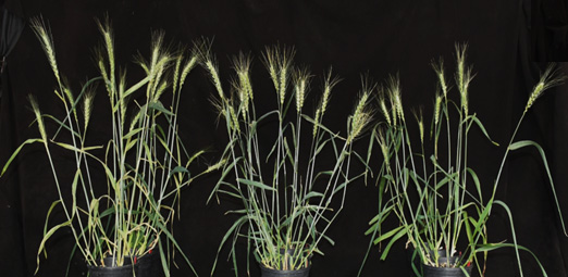 Three potted plants in a row. Three potted plants in a row.