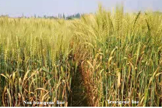 figure-1a.jpg A wheat field comparison of non-transgenic line and transgenic line.