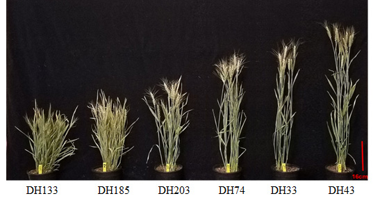 Six examples (DH133, DH185, DH203, DH74, DH33 and DH43) ranging from shortest to tallest in a row, Six examples (DH133, DH185, DH203, DH74, DH33 and DH43) ranging from shortest to tallest in a row,