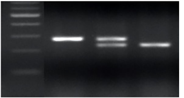 TaMYB-D7b-ED1 PCR genotype. TaMYB-D7b-ED1 PCR genotype.