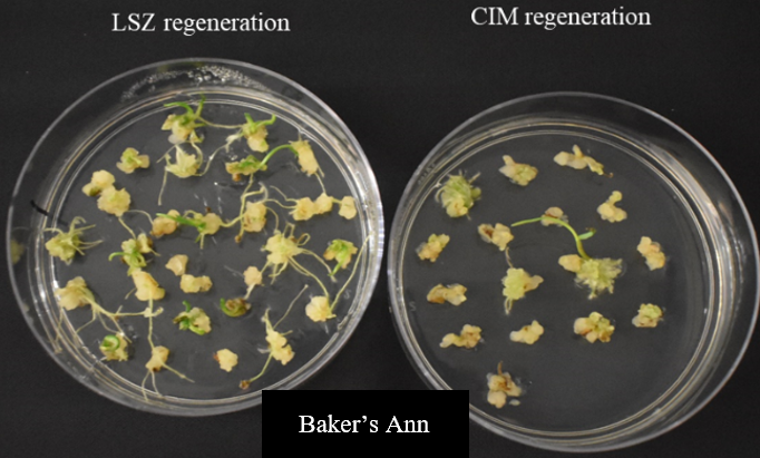 A comparison of two samples in a petri dish of LSZ regeneration and CIM regeneration for Baker's Ann. A comparison of two samples in a petri dish of LSZ regeneration and CIM regeneration for Baker's Ann.