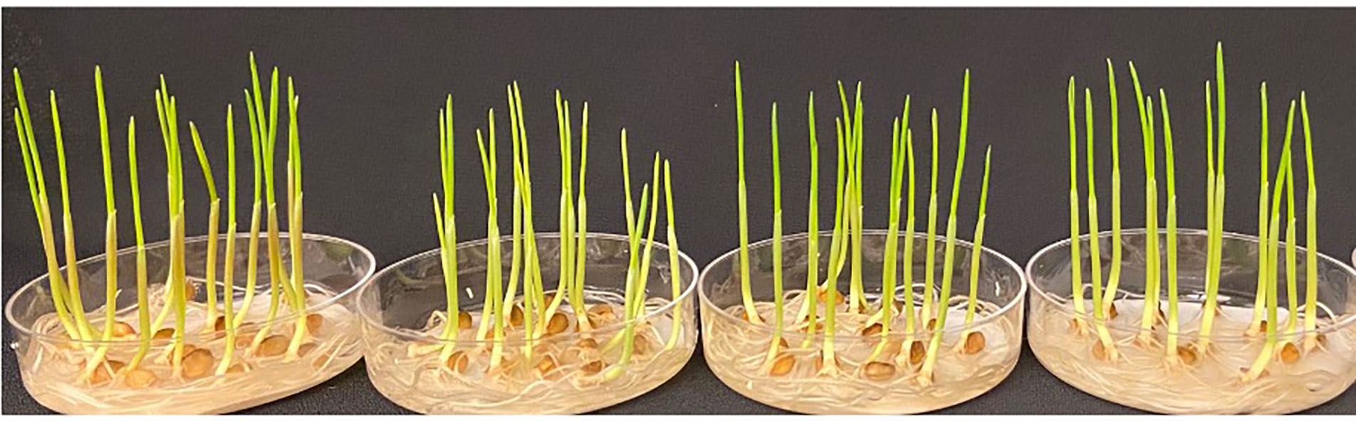WT, a2a2b2b2d1d1, a1a1b2b2DD and a2a2BBd1d1 seedlings in petri dishes. WT, a2a2b2b2d1d1, a1a1b2b2DD and a2a2BBd1d1 seedlings in petri dishes.