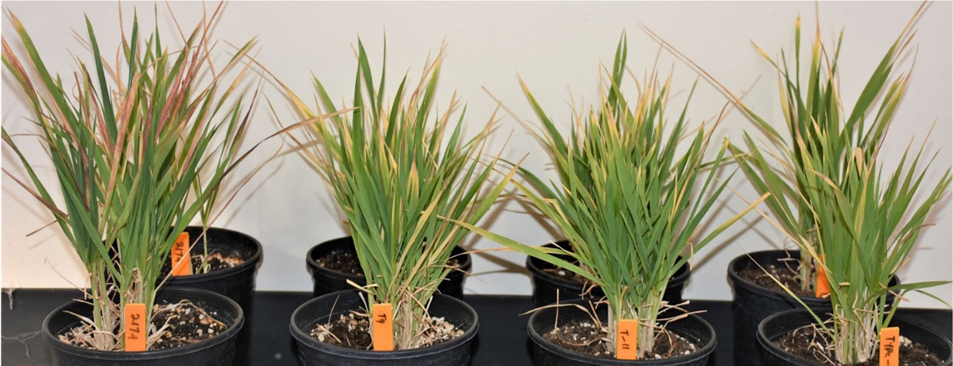 WT, a2a2b2b2d1d1, a1a1b2b2DD and a2a2BBd1d1 plants in a pot. WT, a2a2b2b2d1d1, a1a1b2b2DD and a2a2BBd1d1 plants in a pot.