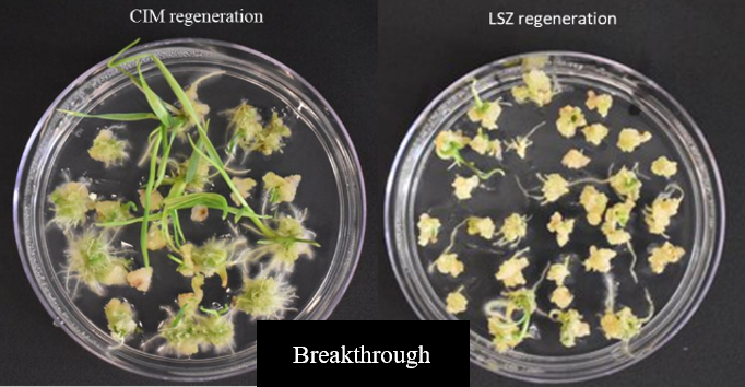 A comparison of two samples in a petri dish of LSZ regeneration and CIM regeneration for Breakthrough. A comparison of two samples in a petri dish of LSZ regeneration and CIM regeneration for Breakthrough.