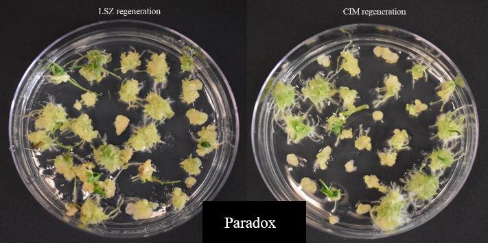 A comparison of two samples in a petri dish of LSZ regeneration and CIM regeneration for Paradox. A comparison of two samples in a petri dish of LSZ regeneration and CIM regeneration for Paradox.