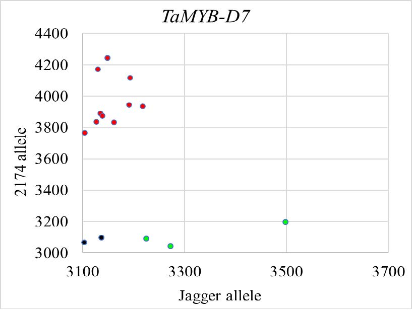 A scatter plot showing data for TaMYB-D7 comparing 2174 allele and Jagger allele. A scatter plot showing data for TaMYB-D7 comparing 2174 allele and Jagger allele.