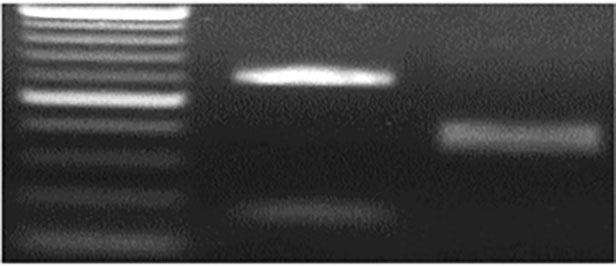 Data for M Jagger 2174, TaE3V-B1a and TaE3V-B1b sequencing. Data for M Jagger 2174, TaE3V-B1a and TaE3V-B1b sequencing.