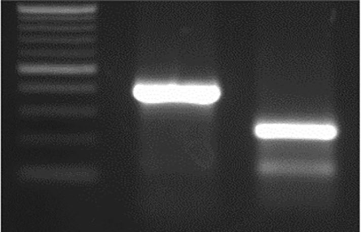 M 159 bp In WT sequence. M 159 bp In WT sequence.