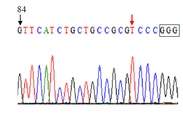 Data for TaE3V1 gene showing 84 on the first G and an arrow pointing to a T and the last three G's wrapped in a box. Data for TaE3V1 gene showing 84 on the first G and an arrow pointing to a T and the last three G's wrapped in a box.