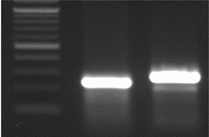 M 32 bp Del WT sequence. M 32 bp Del WT sequence.