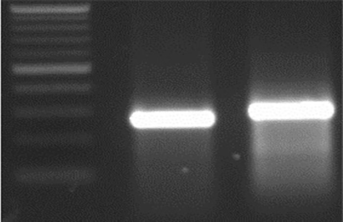 M 21 bp Del WT sequence. M 21 bp Del WT sequence.