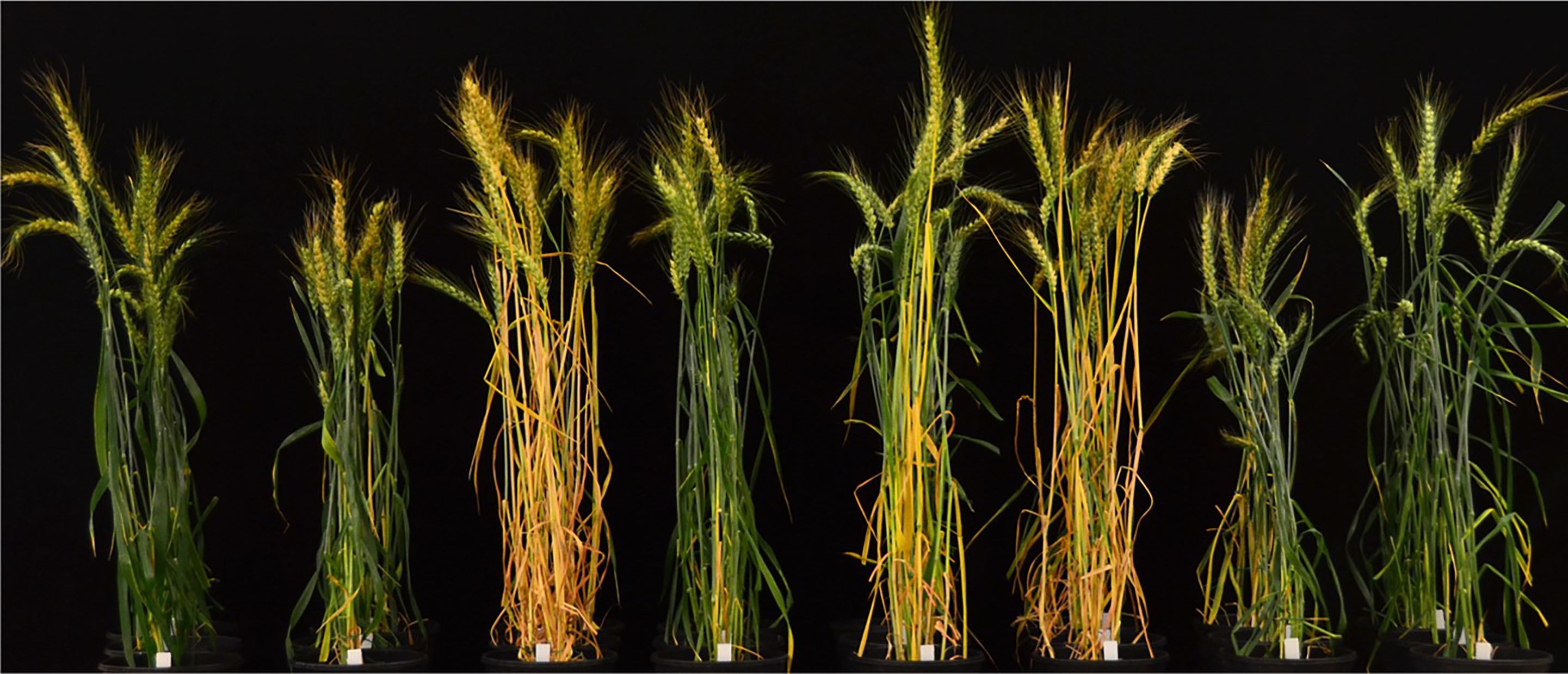 Eight phenotypic differences among wild-type Bobwhite. Eight phenotypic differences among wild-type Bobwhite.
