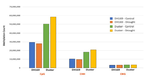 Bar chart explaining the overall methylation cytosine counts in the sequence context of CpG, CHG, and CHH for Duster and DH169, in well watered and water stress conditions.