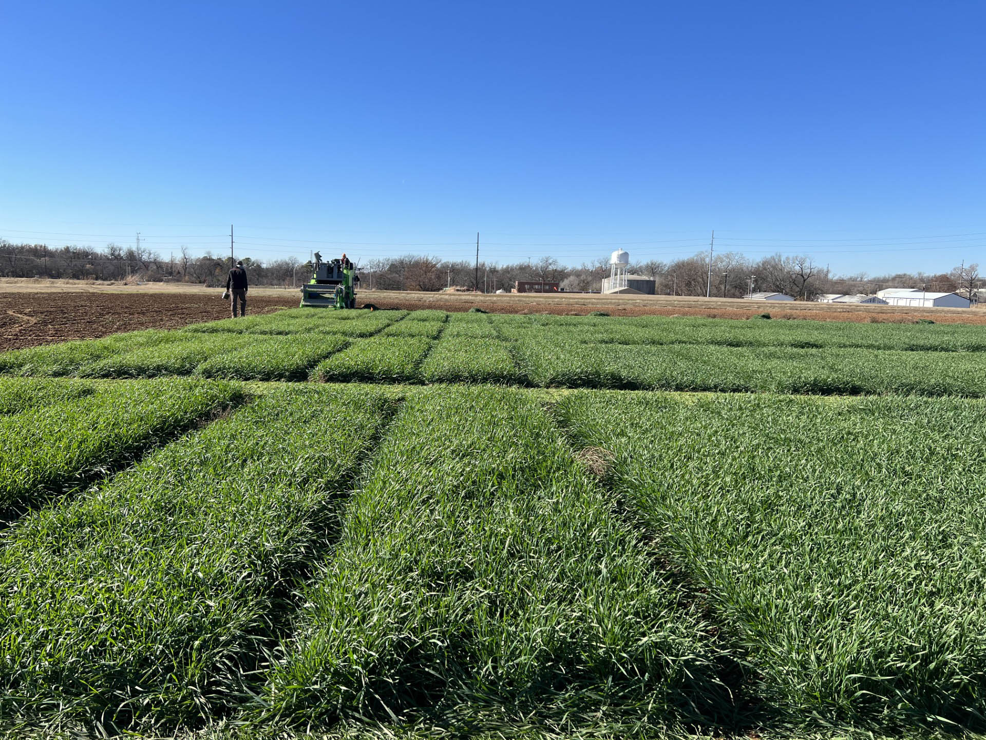 Rows of sectioned plots for a forage trial.