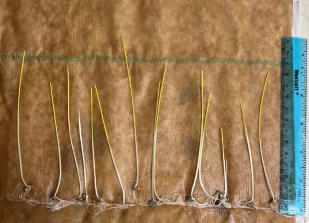 Growing wheat seeds next to a ruler.
