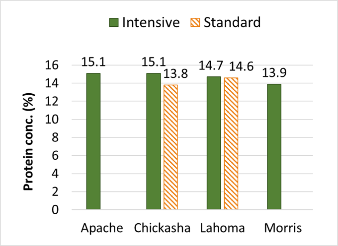 Protein concentration for Apache, Chickasha, Lahoma and Morris