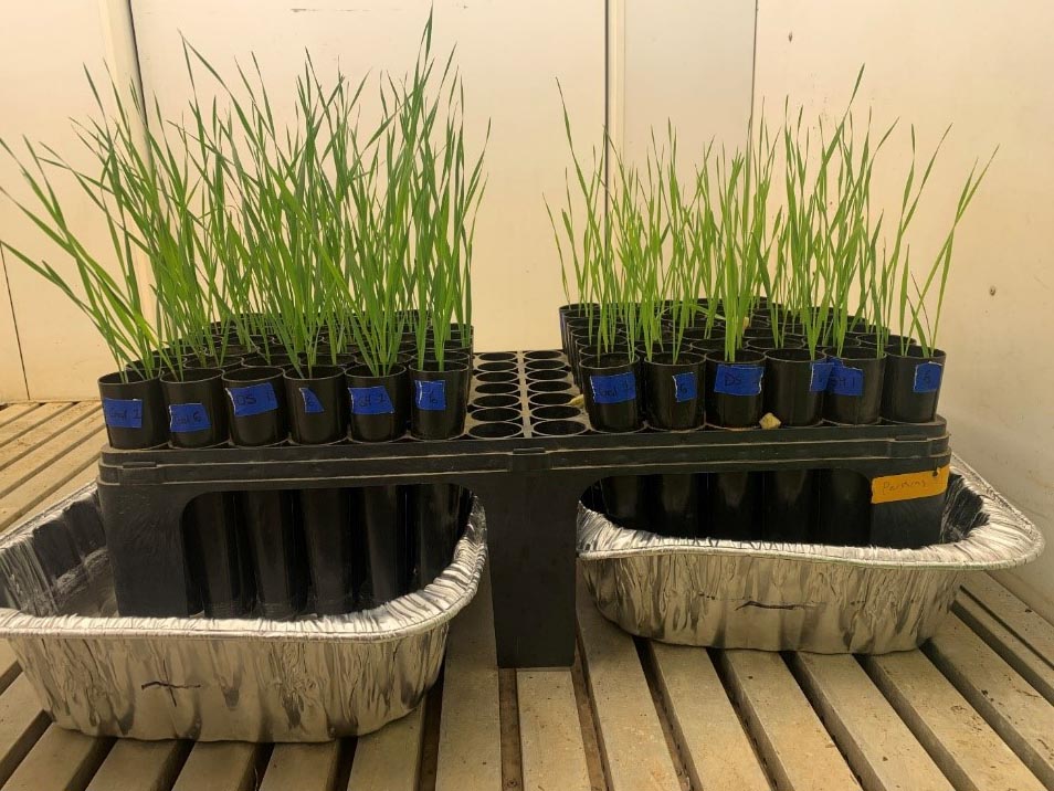Two types of wheat varieties sittingin a silver metal tray