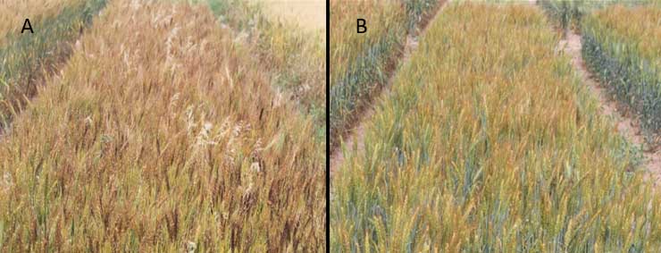 Nontreated control and metribuzin plus pyroxasulfone applied delayed preeemergence. Nontreated control and metribuzin plus pyroxasulfone applied delayed preeemergence.