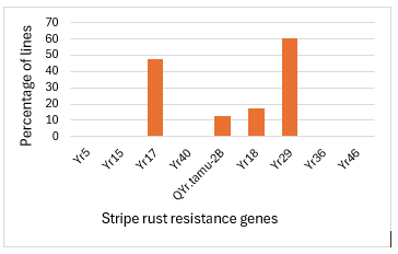 Bar chart showing the percentage of lines containing stripe rust resistance genes. Yr36 is most common at about 60%, followed by Yr17 at about 45%. Yr18 (~18%) and QYr.tamu-2B (~12%) appear at lower frequencies. No lines contain Yr5, Yr15, Yr40, Yr29, or Yr46. The y-axis shows percentage of lines (0–70%), and the x-axis lists resistance genes.