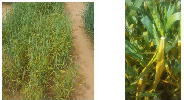 Presence of severe stripe rust on a susceptible “spreader” strip in the stripe rust/barley yellow dwarf field nursery 