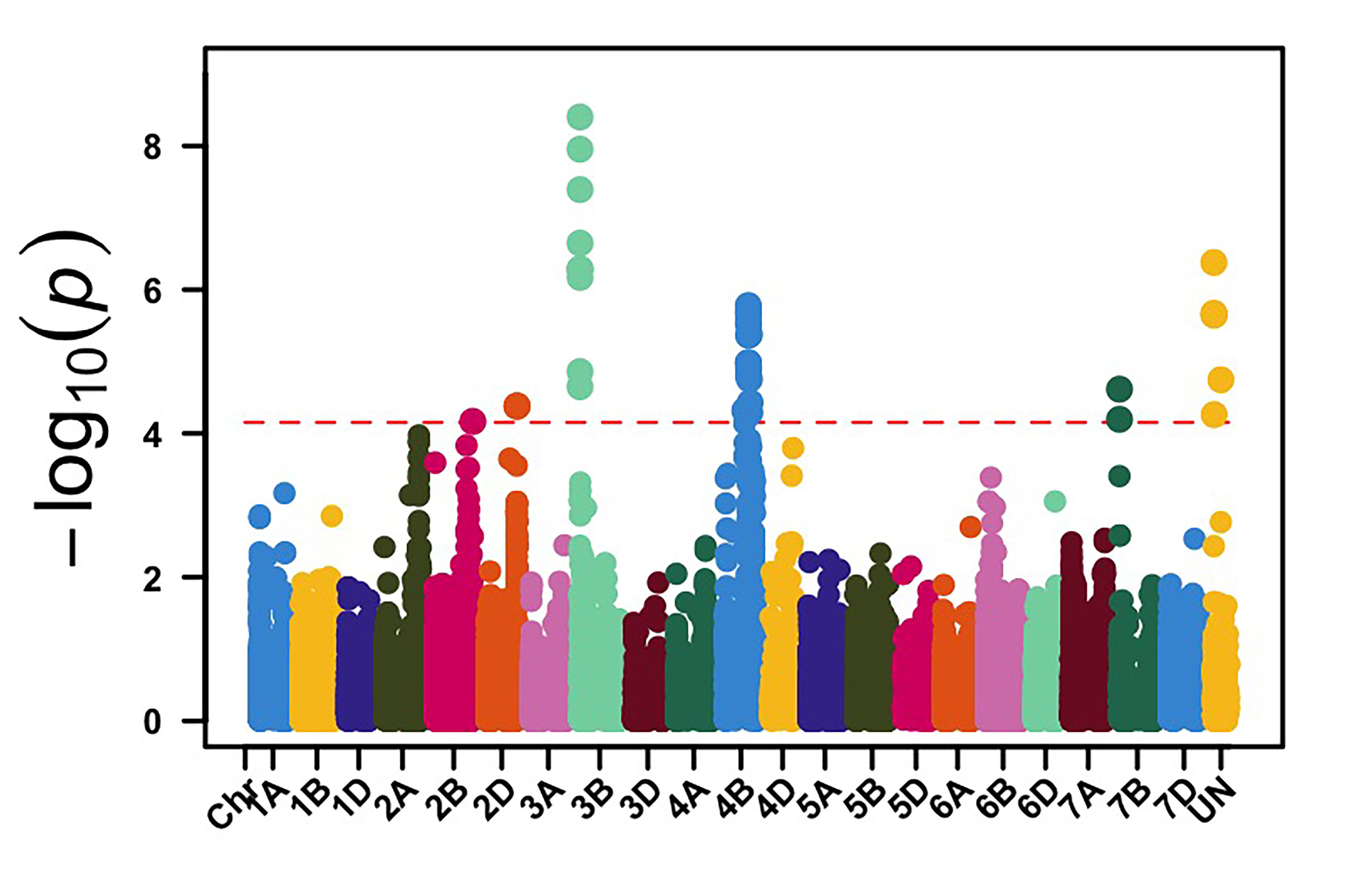Genome-wide association mapping identified genomic regions on chromosome arms 3BS and 4BL associated with stripe rust data for Chickasha, OK.