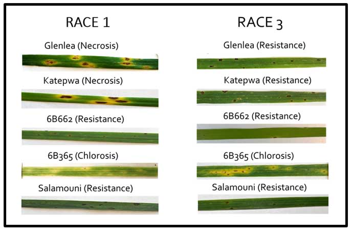 Race characterization of PTR isolates based on symptoms produced on five wheat differentials.