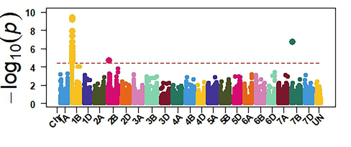 Tox1 - GWAS identified sensitivity genes to Septoria nodorum blotch in OSU hard red winter wheat.