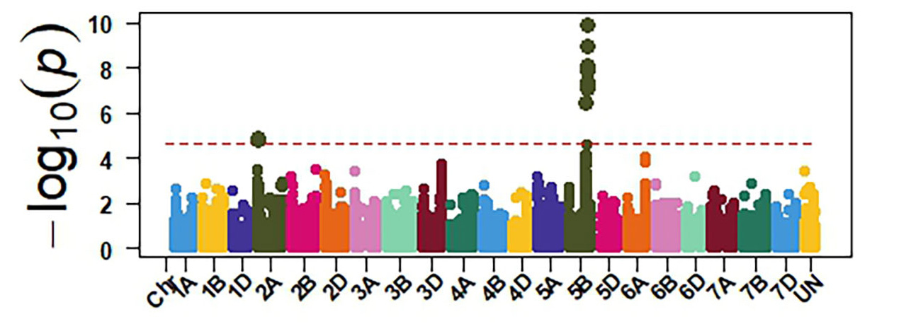 OKG16 Sn1 - GWAS identified sensitivity genes to Septoria nodorum blotch in OSU hard red winter wheat.