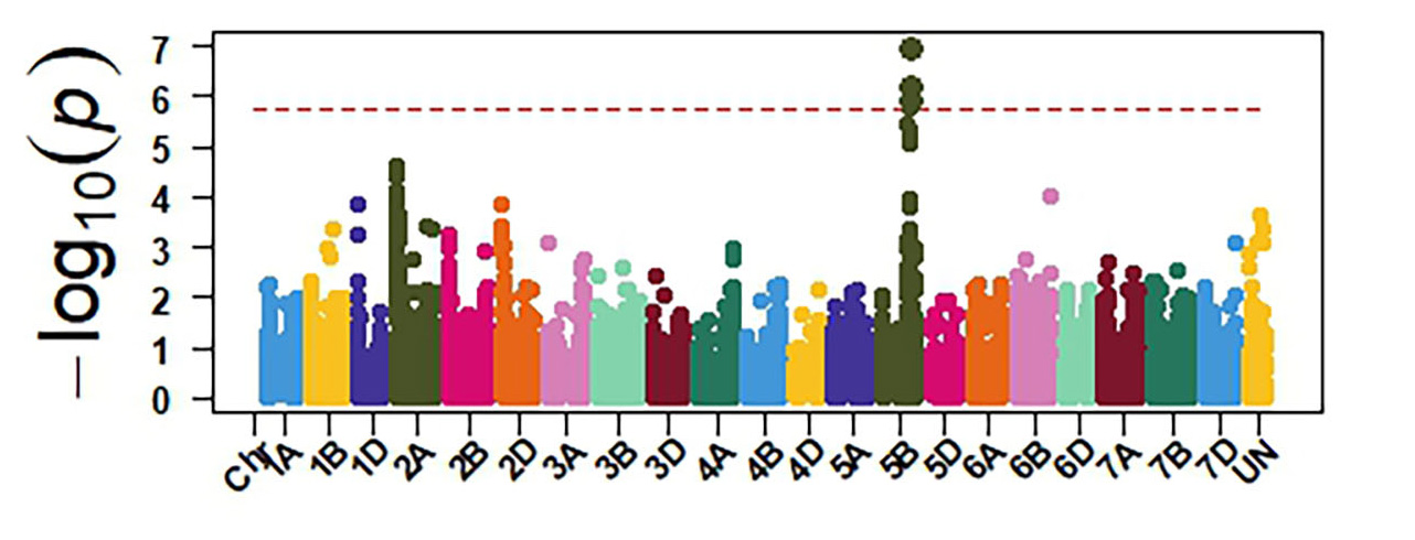 OKG16 Sn13 - GWAS identified sensitivity genes to Septoria nodorum blotch in OSU hard red winter wheat.