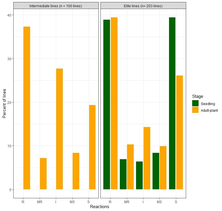 Two bar graphs showing the powdery mildew reactions of OSU breeding lines with intmermediate lines (n=100 lines) and elite lines (n=203 lines) with the percent of lines from 0-40 in intervals of 10 with reactions of R, MR, I, MS and S. 